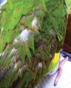 Feather Destructive Behavior – World Parrot Trust WP