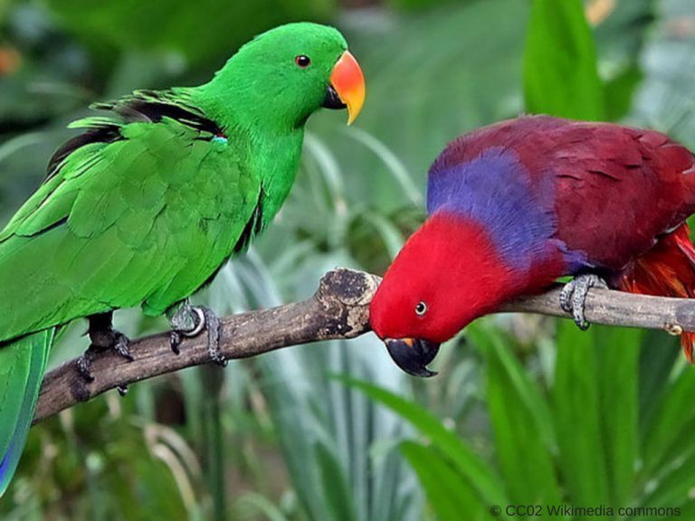 Interesting Parrot Habits & Characteristics – World Parrot Trust WP