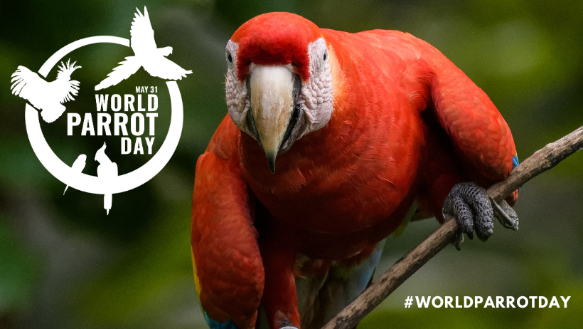 World Parrot Day: All You Need To Know About Parakeets! - Wildlife SOS