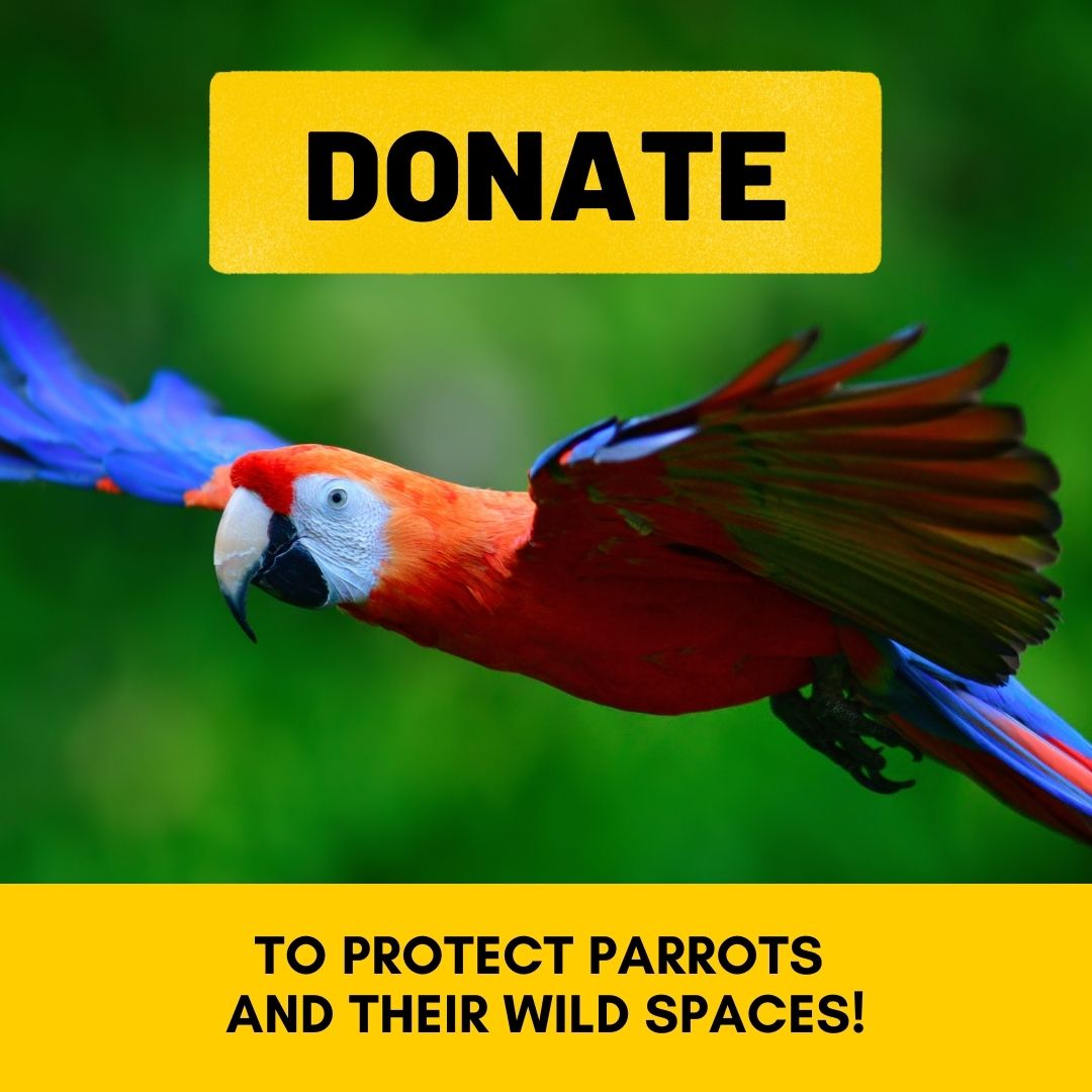 Donate to Save Parrots