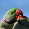 Wild Alexandrine Parakeets interact