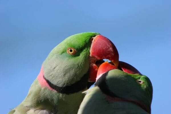 Wild Alexandrine Parakeets interact