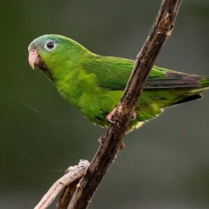 A wild Amazonian Parrotlet perches on a branch