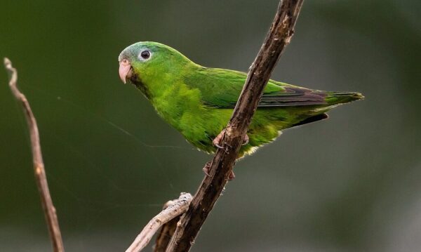 A wild Amazonian Parrotlet perches on a branch