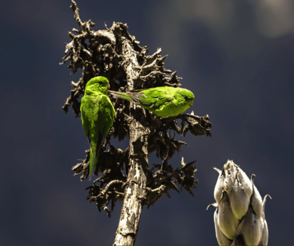 Wild Andean Parakeets perch on a snag