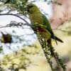 A wild Austral Conure perches in a tree