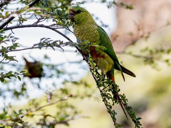 A wild Austral Conure perches in a tree