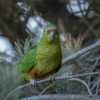 © pajarosvolandophotos via Getty Images A wild Austral Conure perches on a twig
