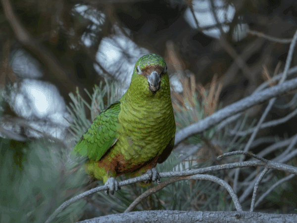 A wild Austral Conure perches on a twig