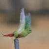 © Corey Raffel A wild Austral Conure in flight