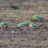 © Corey Raffel Wild Austral Conures forage on the ground