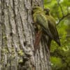 Wild Austral Conures cling to a tree trunk