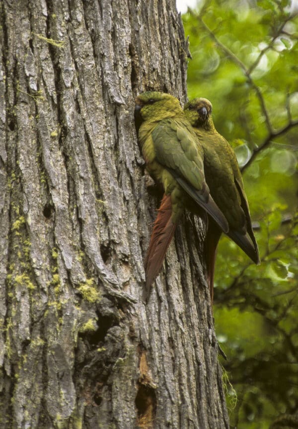 Wild Austral Conures cling to a tree trunk