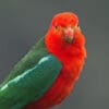 Closeup of Australian King Parrot