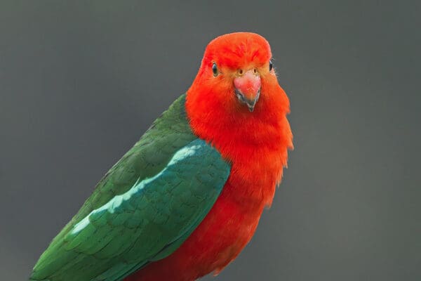 Closeup of Australian King Parrot