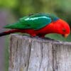 An Australian King Parrot perches on a stump