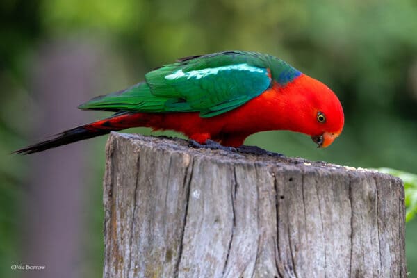 An Australian King Parrot perches on a stump
