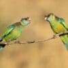 Wild Mallee Ringnecks perch on a branch