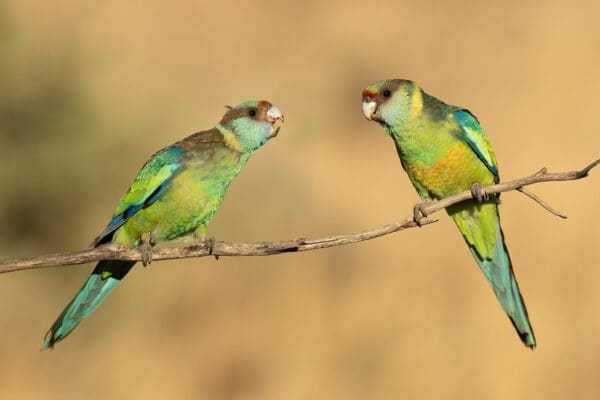 Wild Mallee Ringnecks perch on a branch