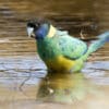 A wild Australian Ringneck wades in a pool