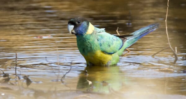A wild Australian Ringneck wades in a pool