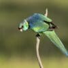 A wild Australian Ringneck clings to a branch
