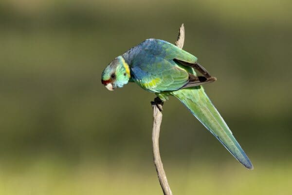 A wild Australian Ringneck clings to a branch