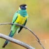 A wild Australian Ringneck (Port Lincoln) perches on a branch