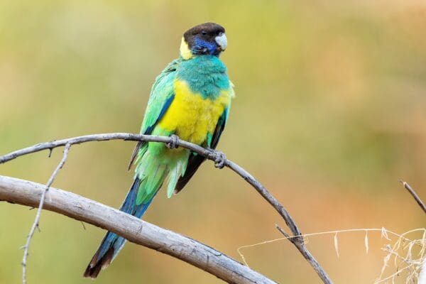 A wild Australian Ringneck (Port Lincoln) perches on a branch