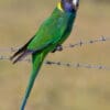 A wild Australian Ringneck perches on barbed wire