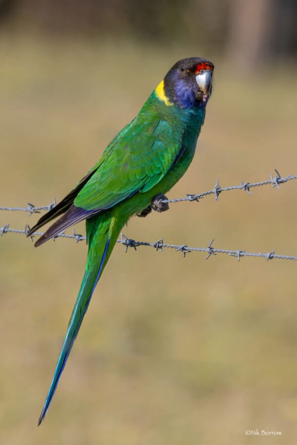 A wild Australian Ringneck perches on barbed wire