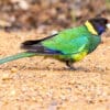 A wild Australian Ringneck forages on the ground