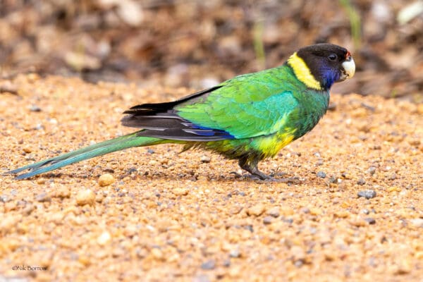 A wild Australian Ringneck forages on the ground