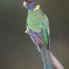 © Corey Raffel A wild Australian Ringneck perches on a branch