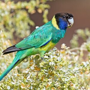 A wild Australian Ringneck feeds in a bush