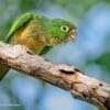A wild Aztec Conure perches on a limb