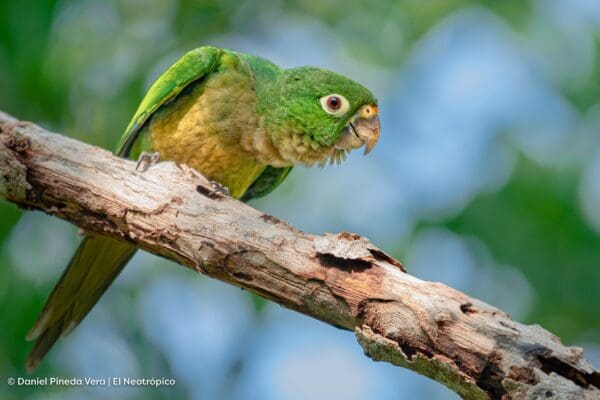 A wild Aztec Conure perches on a limb