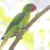 A wild Azure-rumped Parrot perches on a branch