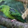 A companion Barred Parakeet perches on a branch