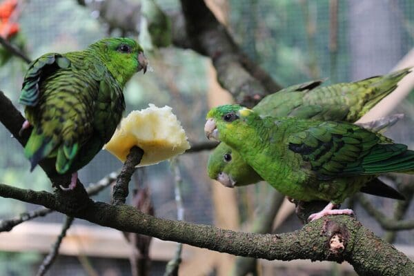 Companion Barred Parakeets feed on an apple