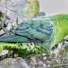 A wild Barred Parakeet perches in a tree