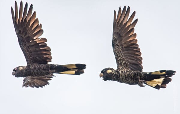 A pair of Baudin's Black Cockatoos in flight