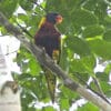 A wild Biak Lorikeet perches in a tree