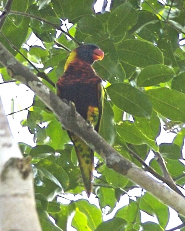 A wild Biak Lorikeet perches in a tree