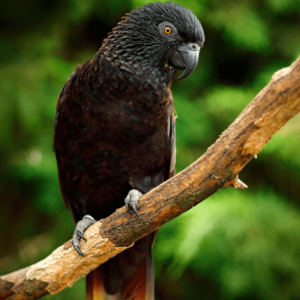 A Black Lory perches on a limb