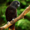 © Ondrej Prosicky from Getty Images A Black Lory perches on a limb