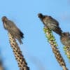 Wild Black Parrots perch on cacti