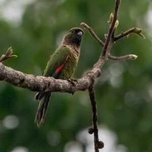 A wild Black-capped Conure perches on a branch