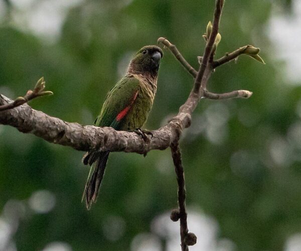 A wild Black-capped Conure perches on a branch