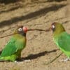 Wild Black-cheeked Lovebirds forage on the ground